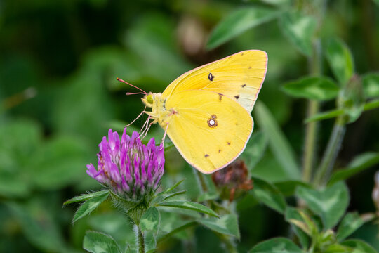 A yellpw sulphur butterfly pollinating clover.