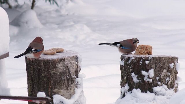 Wild Birds Feed In Winter
