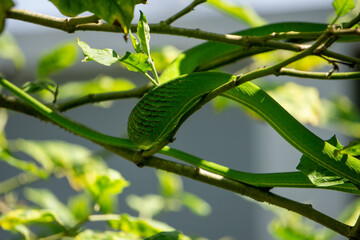 A pregnant Malayan green whipsnake lives under a canopy of trees for camouflage.