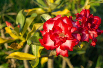 Adenium with red double petals blooming in winter.
