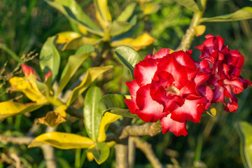 Adenium with red double petals blooming in winter.