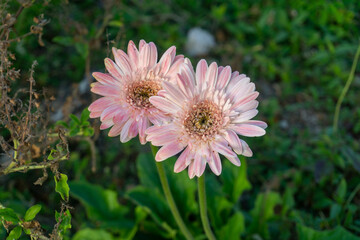 Pink gerbera in the evening