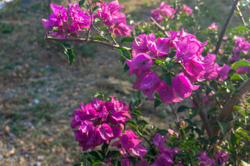 Pink bougainvillea in the evening