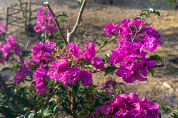 Pink bougainvillea in the evening