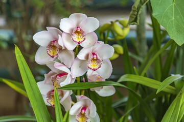 Picturesque blossoming of a beautiful flower in the winter in the greenhouse