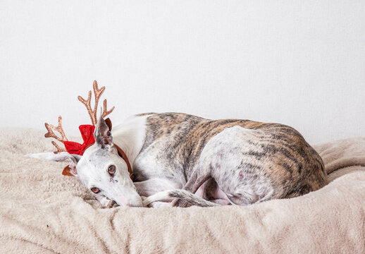 galgo tumbado con cuernos de alce