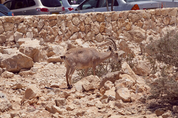 ibex in the desert of Israel
 - obrazy, fototapety, plakaty