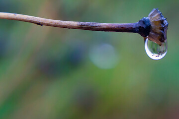 Drops of water from the rain on the flowers and the fruits of the branches. Heavy rain. Wet plants. Macro photo