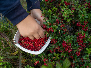 Child is picking lingonberries in a bowl