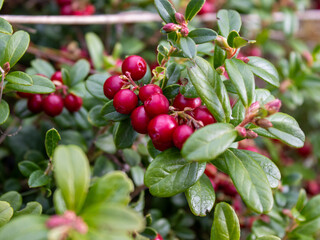 Close-up to ripe lingonberries in forest