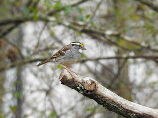 White striped morph sparrow