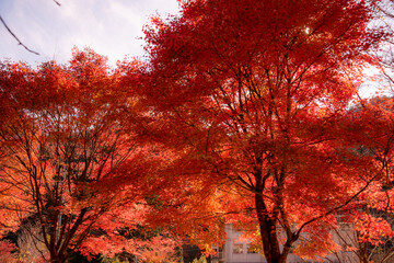 日本の紅葉