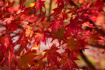 日本の紅葉