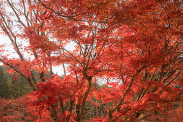 日本の紅葉