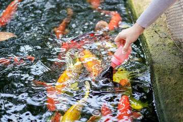 Obraz premium Close up of the woman hand holding a milk bottle feeding a school of Japanese carp fish, Koi fish in a pond.