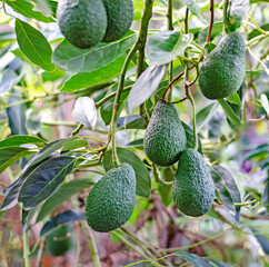 Close up of Branch of avocado
