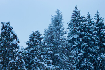 Winter coniferous forest in the snow