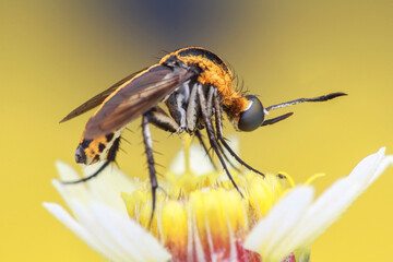 Toxophora on yellow flower
