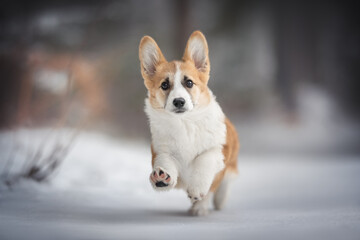 A cute red welsh corgi pembroke puppy dog running along a snowy path against the backdrop of a frosty winter forest. Paws in the air. Crazy dog. Dog action. Looking into the camera