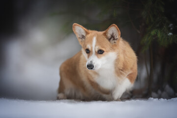 Naklejka na ściany i meble A cute red welsh corgi pembroke dog walking along a snow-covered path against the backdrop of a frosty winter forest. Looking to the side. Paw in the air