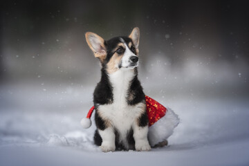 A cute tricolor welsh corgi pembroke puppy dog sitting on a snowy path under a red santa claus hat on the background of a frosty winter forest. Snowflakes in the air. Looking to the side