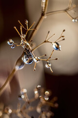 Natural background, texture. Beautiful drops of water on a plant with reflection