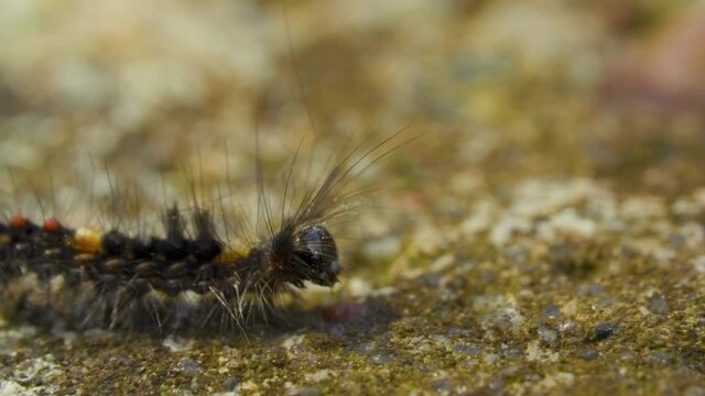 A very hairy caterpillar crowls on the stone ground outdoors