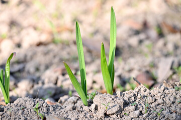 closeup the ripe green garlic plant growing in the farm over out of focus yellow brown background.