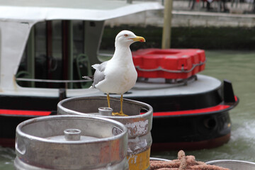 Seagull model posing on the boat with barrels on one of Canal in Venice, Italy