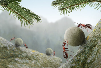ants working rock