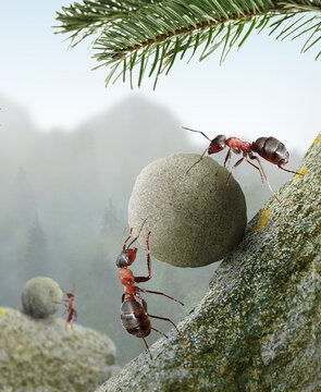 Ants Working Rock