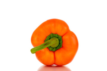 One ripe orange bell pepper, close-up, isolated on white.