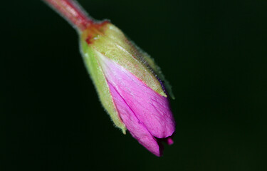 Great hairy willowherb plant ( Epilobium hirsutum ) close-up with flourishing bud showing sepals and petals
