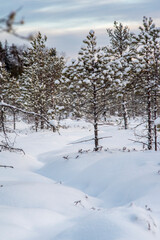snow covered bog and trees in winter
