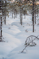 snow covered forest floor and trees in winter