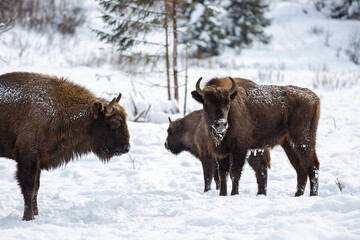 European bison (Bison bonasus) in the Skole Beskydy national park in winter, Carpathians, Ukraine