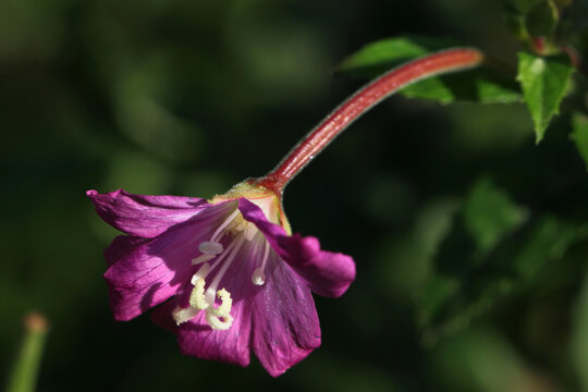 Close-up of a great hairy willowherb blossom ( Epilobium hirsutum ) in bloom with stamina and petal leaves