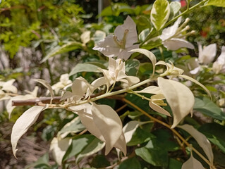 a very beautiful white flower.