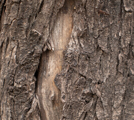 closeup new wood texture background