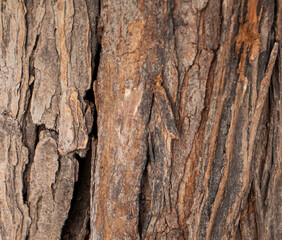 closeup new wood texture background