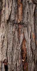 closeup new wood texture background
