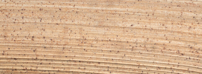 closeup new wood texture background