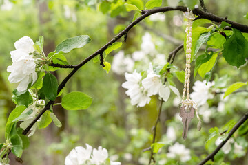 Blooming apple tree branch with white flowers in spring orchard close up