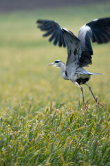 Heron on a field during a rainy day