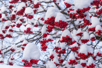 Bright red rowan berries on branches during the day in winter. The bunches are covered with thick caps of fluffy white snow. Nature. Background.