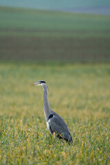 Heron on a field during a rainy day