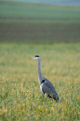 Heron on a field during a rainy day