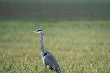 Heron on a field during a rainy day