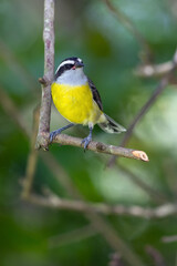 Bananaquit also known as Cambacica perched on the branch. Species Coereba flaveola. Stunning yellow plumage. Bird lover. Birdwatching. Birding.