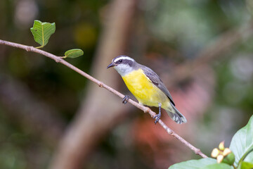 Bananaquit also known as Cambacica perched on a guava tree. Species Coereba flaveola. Stunning yellow plumage. Bird lover. Birdwatching. Birding.